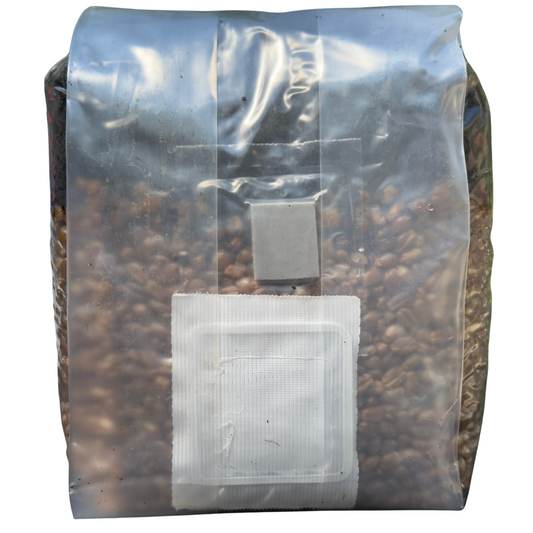 2 lb All-In-One Mushroom Grow Bag | Sterile CVG Kit